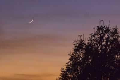 Low angle view of silhouette tree against sky at night