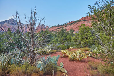 Plants on landscape against sky