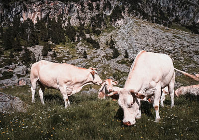 Cows in a field