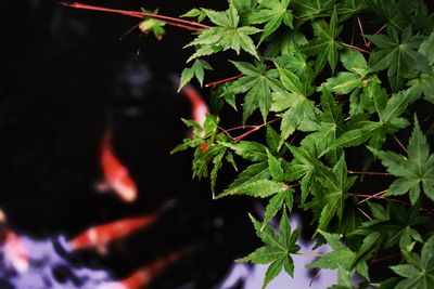 High angle view of a pond with koi fish and japanese maple leafs.