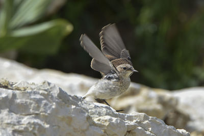 Close-up of bird flying