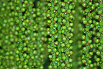 Full frame shot of green chili peppers