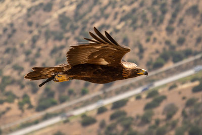 Golden eagle soaring