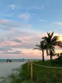 Palm trees on beach against sky during sunset