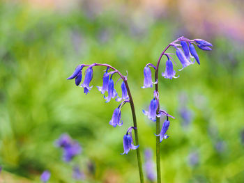 Close-up of purple flowers against blurred background