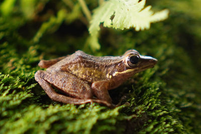 Close-up of frog