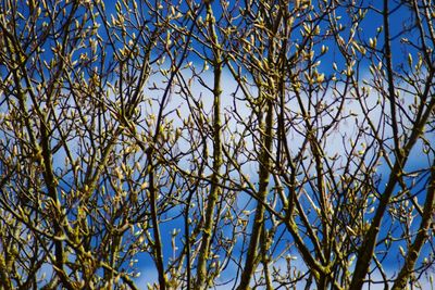 Low angle view of flower tree against blue sky