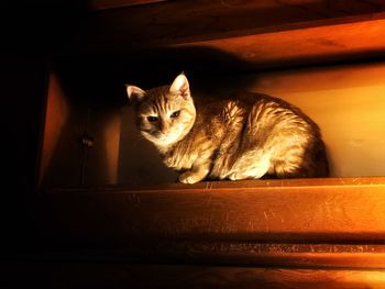 Portrait of cat sitting on wood