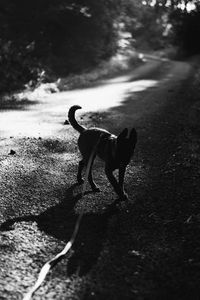 Dog running on road in city