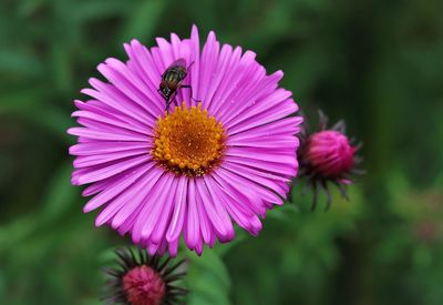 Close-up of bee pollinating flower