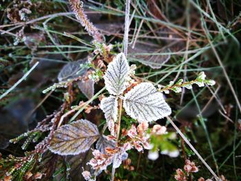 Close-up of frozen leaves on branch during winter