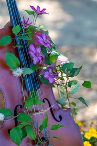 Close-up of violin on field