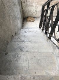 Cat in corridor
