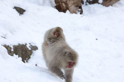 Japanese snow monkey