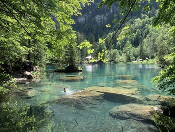 View of ducks swimming in lake