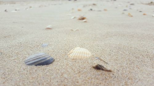 High angle view of seashell on sand at beach