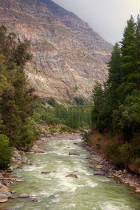 River flowing amidst trees in forest