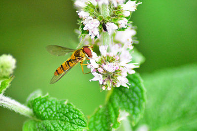 Close-up of hoverfly pollinating on flower