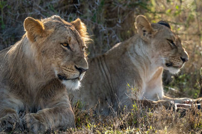 Close-up of male lion lying beside lioness