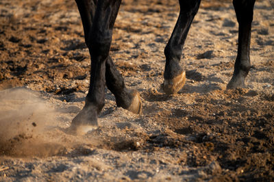 Low section of man riding horse on field