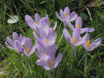 Close-up of purple crocus flowers on field