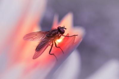 Close-up of housefly on flower