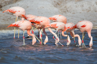 Flock of birds in the sea