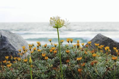 Close-up of yellow flowering plants by sea against sky