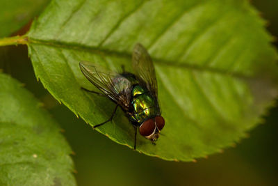 Close-up of fly on leaf