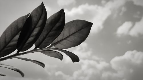 Low angle view of flowering plant against sky
