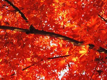 Low angle view of autumn leaves