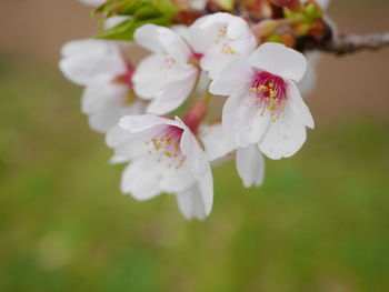 Close-up of white cherry blossoms