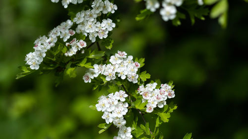 Close-up of white flowering plant