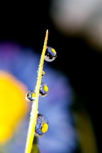 Close-up of insect on plant