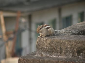 Squirrel close-up