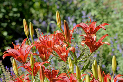 Close-up of red flowering plant in park