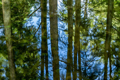 Low angle view of bamboo trees in forest