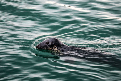 View of turtle swimming in sea