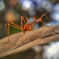 Close-up of insect