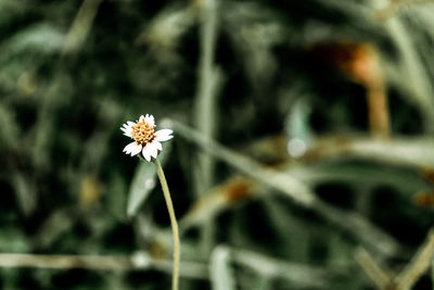 Close-up of white flowering plant