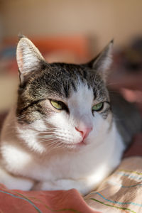 Close-up portrait of a cat