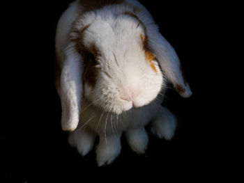 Rabbit in black 