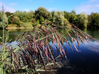 Close-up of plant against sky