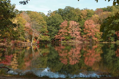 Scenic view of lake in forest during autumn