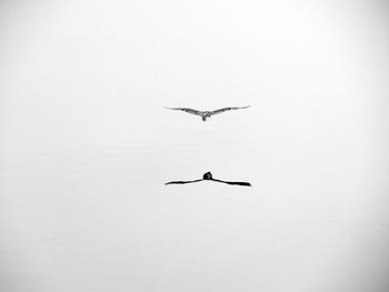 Low angle view of birds flying in sky