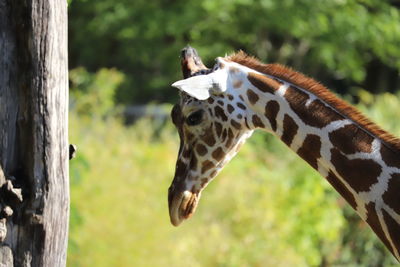 Side view of giraffe