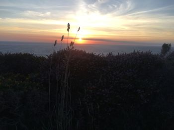 Silhouette plants by sea against sky during sunset