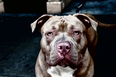 Close-up portrait of dog