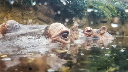 Close-up of ducks swimming in water