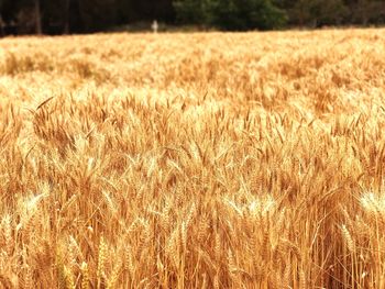 View of wheat field